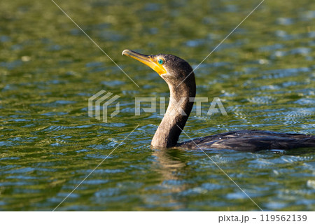 Bird Double crested cormorant is swimming in the green water. Bird Double crested cormorant is swimming in the green water. 119562139