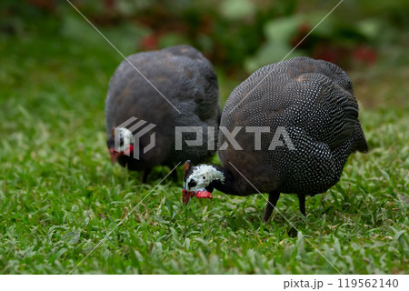 Two birds of Helmeted guineafowl are foraging in the grass together. 119562140