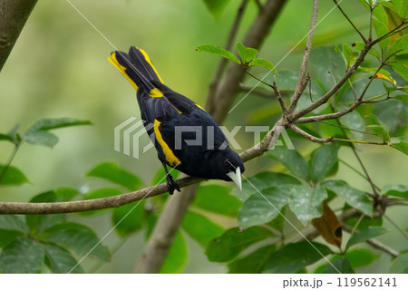 Yellow winged cacique is sitting on a branch of the tree in jungles. Yellow winged cacique is sitting on a branch of the tree in jungles. 119562141
