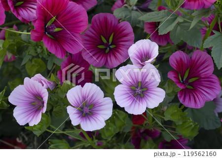 Vibrant pink lavatera bloom with leaves in the garden. 119562160