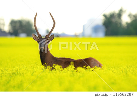 Young male elk is standing in the yellow canola field. 119562297