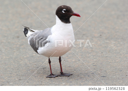 Profile look of Laughing gull standing on the city pavement. 119562328
