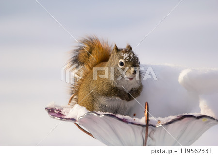 Grumpy squirrel is sitting in the bird feeder in snowy  day. 119562331