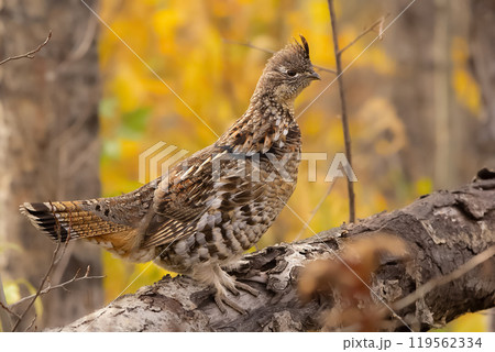 Female Ruffed grouse is on a log in the yellow autumn forest. 119562334