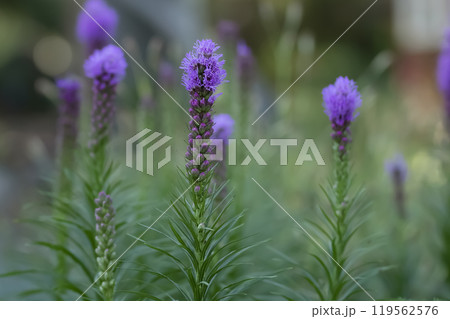 Liatris purple spikes of blossom with green foliage in  the garden. 119562576