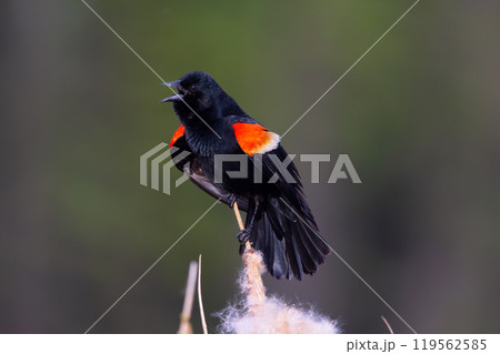 Red-winged blackbird in breeding plumage singing on the cattail. 119562585