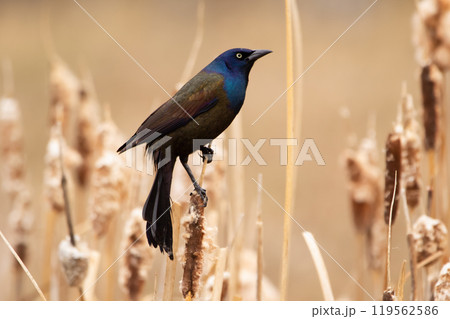 Common grackle with blue hood perched on a cattail in spring. 119562586