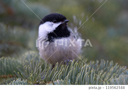 Close-up of the little black capped chickadee on the spruce tree. Close-up of the little black capped chickadee on the spruce tree. 119562588