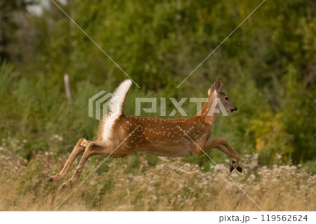 Little deer jumps over the grass to hide in the wood. Little deer jumps over the grass to hide in the wood. 119562624