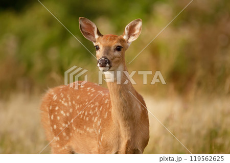 Portrait of little deer with white spots in the grassland in summer. Portrait of little deer with white spots in the grassland in summer. 119562625