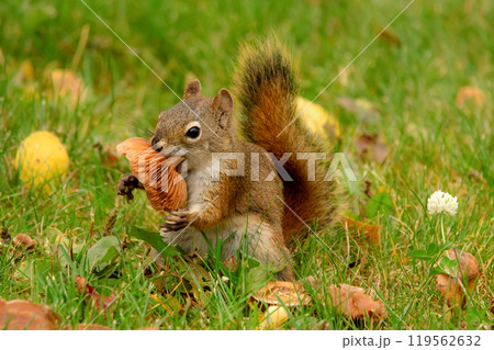 Red squirrel is eating a mushroom in the grass with yellow leaves. 119562632