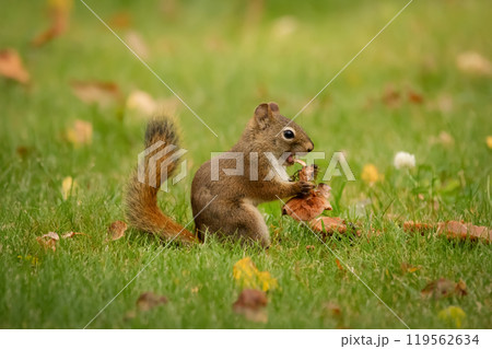 Red squirrel is eating a mushroom in the grass with yellow leaves. Red squirrel is eating a mushroom in the grass with yellow leaves. 119562634