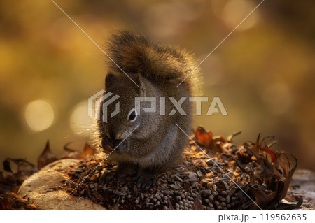 Fluffy red squirrel is sitting and eating sunflower seeds. 119562635