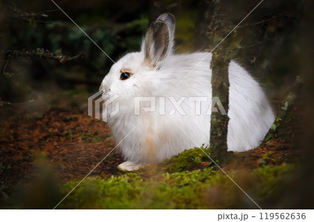 Furry white Snowshoe hare is sitting in the green forest. Furry white Snowshoe hare is sitting in the green forest. 119562636