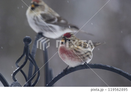 Two birds common redpolls perched on the fence in Canada Two birds common redpolls perched on the fence in Canada 119562895