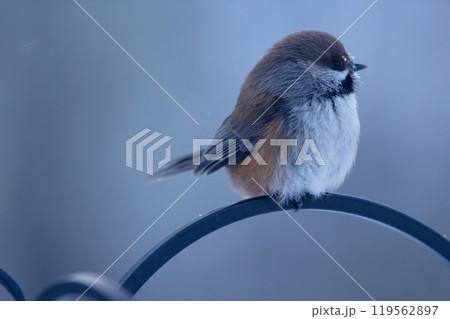 Lonely little boreal chickadee is sitting on a fence in winter. Lonely little boreal chickadee is sitting on a fence in winter. 119562897