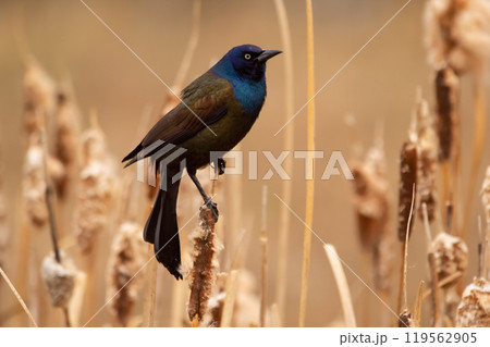Male common grackle perched on yellow reeds in wild. 119562905