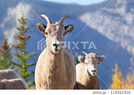 Portrait of a bighorn sheep with blue mountains and autumn forest. Portrait of a bighorn sheep with blue mountains and autumn forest. 119562926