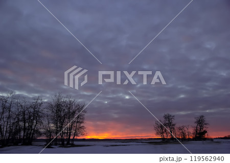 Winter bright orange and purple sunset with trees in the foreground. 119562940
