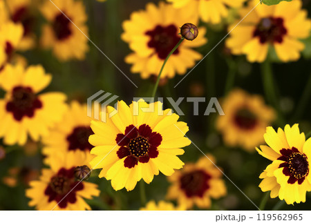 Many plains coreopsis bright yellow flowers with foliage. 119562965