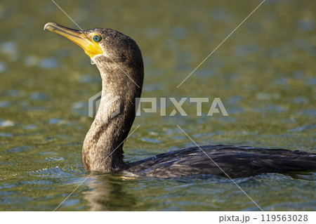 Bird double crested cormorant swimming  after diving 119563028