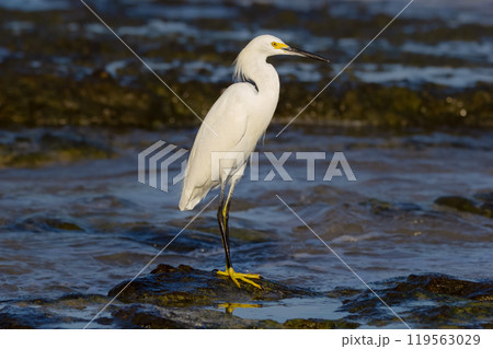 white snowy egret standing on the rock in the water of the ocean 119563029