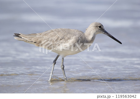 Light male willet is feeding on the ocean shore of Mexico Light male willet is feeding on the ocean shore of Mexico 119563042