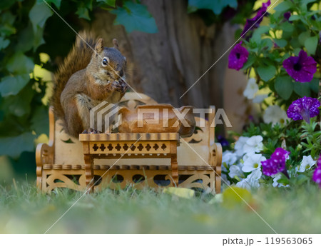 Cute squirrel in the flower garden eats from handmade furniture. Cute squirrel in the flower garden eats from handmade furniture. 119563065