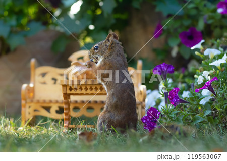 Cute squirrel in the flower garden eats from handmade furniture. 119563067