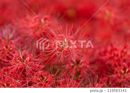 【秋】群生する彼岸花【徳島県勝浦郡勝浦町星谷】 【秋】群生する彼岸花【徳島県勝浦郡勝浦町星谷】 119563141