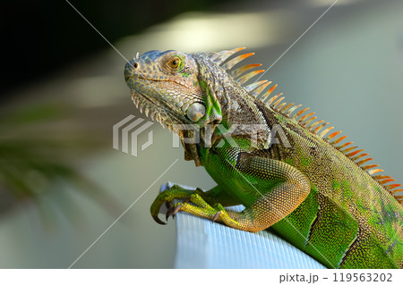 Green iguana with spikes is resting on the lounge bed in the garden shade. Green iguana with spikes is resting on the lounge bed in the garden shade. 119563202