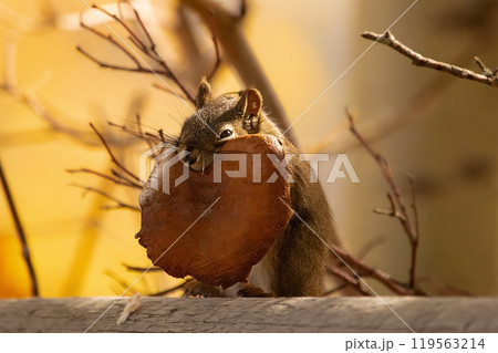 A beautiful North American squirrel eats a delicious mushroom A beautiful North American squirrel eats a delicious mushroom 119563214