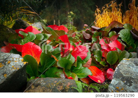 Colorful green and red with orange foliage of hardy perennial Bergenia plants growing in the garden among rocks. Colorful green and red with orange foliage of hardy perennial Bergenia plants growing in the garden among rocks. 119563290