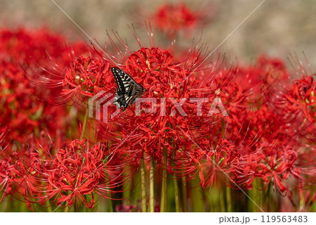【秋】彼岸花とアゲハチョウ【徳島県勝浦郡勝浦町星谷】 【秋】彼岸花とアゲハチョウ【徳島県勝浦郡勝浦町星谷】 119563483