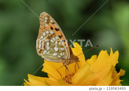 黄色いオオキンケイギクの蜜を吸うウラギンヒョウモン 119563493