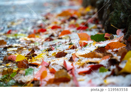 紅葉と雪 119563558