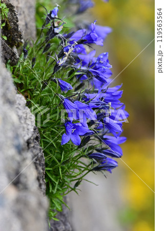 イワギキョウ 119563564