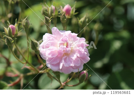 ピンクのバラ 119563681