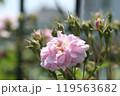 ピンクのバラ 119563682