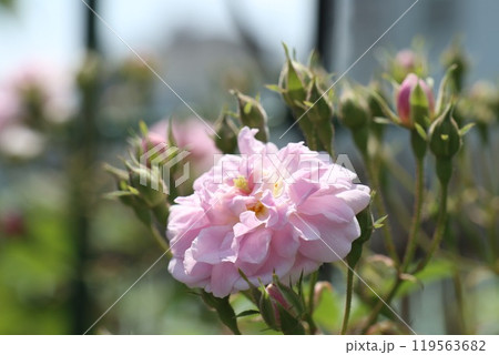ピンクのバラ 119563682