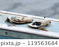 新鮮な牡蠣 119563684