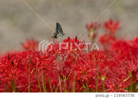 【秋】彼岸花とアゲハチョウ【徳島県勝浦郡勝浦町星谷】 119563736