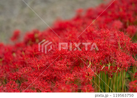 【秋】群生する彼岸花【徳島県勝浦郡勝浦町星谷】 119563750