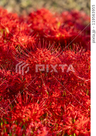 【秋】群生する彼岸花【徳島県勝浦郡勝浦町星谷】 119563955