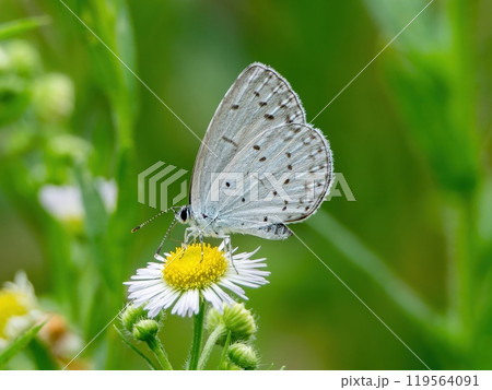 ヒメジョオンの花の蜜を吸うルリシジミ ヒメジョオンの花の蜜を吸うルリシジミ 119564091