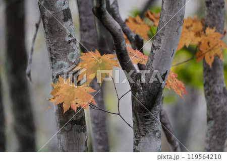 深まる秋　晩秋の岩手県八幡平の苔の生えたブナの木とハウチワカエデの黄葉 119564210