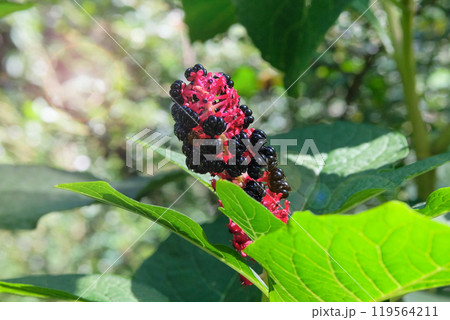 Phytolacca acinosa in gardening. Medicine wildflowers in meadow. Cottage garden. Phytolacca acinosa in gardening. Medicine wildflowers in meadow. Cottage garden. 119564211