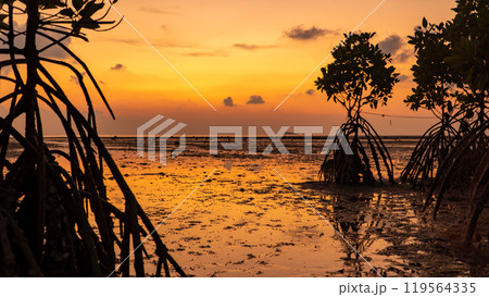 A sunset over a muddy beach with mangroves in the foreground 119564335