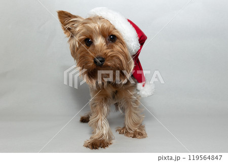 An absolutely adorable cute dog wearing a festive Santa hat for spreading holiday cheer 119564847