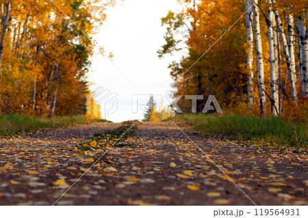 Country road with gravel among bright yellow autumn trees in the woodland. 119564931